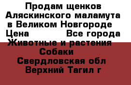 Продам щенков Аляскинского маламута в Великом Новгороде › Цена ­ 5 000 - Все города Животные и растения » Собаки   . Свердловская обл.,Верхний Тагил г.